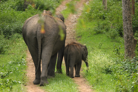 Sri Lanka: Westprovinz Highlights Tagestour und Safari