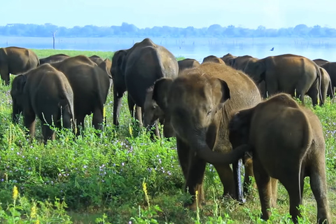 Sri Lanka: hoogtepunten dagtour en safari in de westelijke provincie