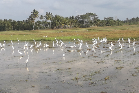 Bali: Ganztägiges Vogelbeobachtungserlebnis