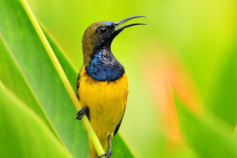 Bali: Tour di birdwatching nella campagna di Ubud con trasferimento