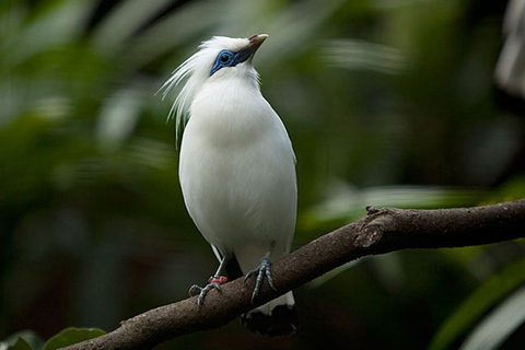 Bali: Tour di birdwatching nella campagna di Ubud con trasferimento