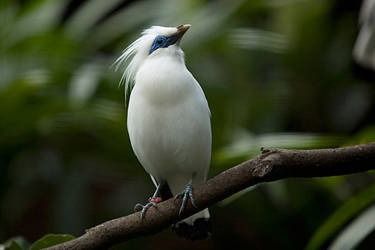 Bali: expérience d'observation des oiseaux d'une journée complète