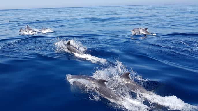 de lagos observation des dauphins sur un horsbord