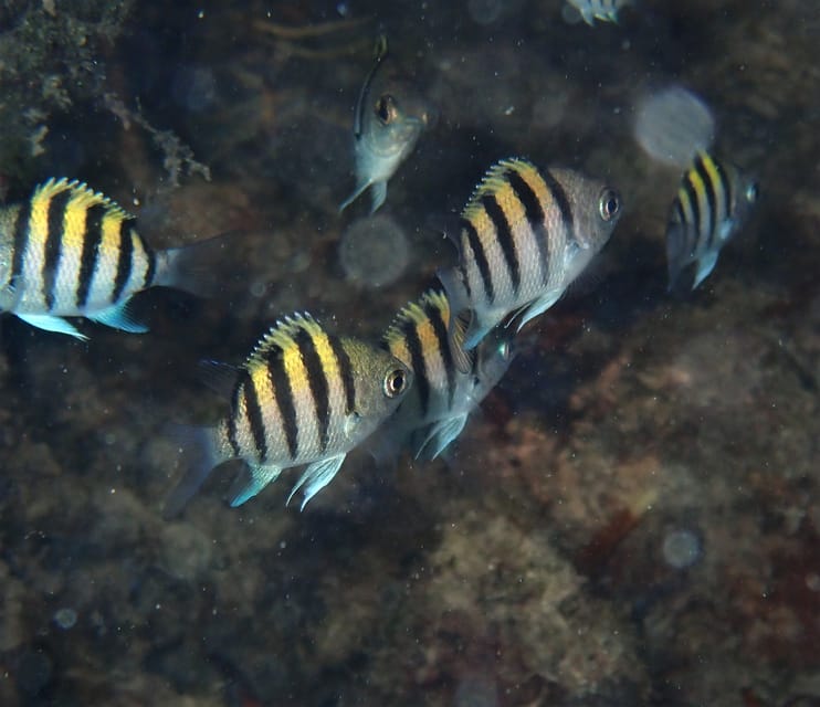 Roatan: Mangrove Tunnel Tour with Snorkeling | GetYourGuide