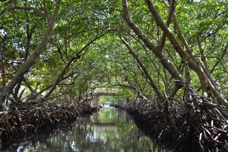Roatan: Wycieczka po tunelu Mangrove z nurkowaniemGoście rejsu Mahogany Bay