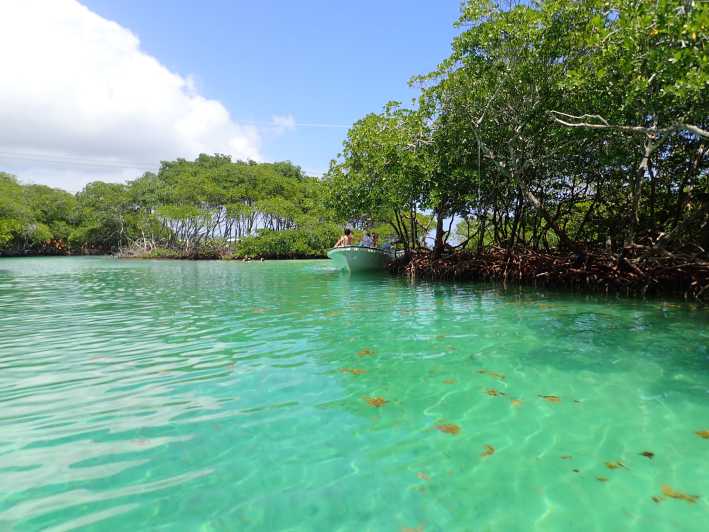 Roatan: Mangrove Tunnel Tour with Snorkeling