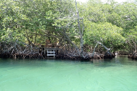 Roatan: Wycieczka po tunelu Mangrove z nurkowaniemGoście rejsu Mahogany Bay