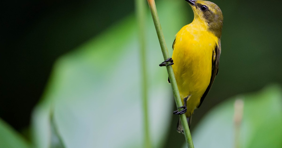 Från Cairns: Daintree National Park Private Tour | GetYourGuide