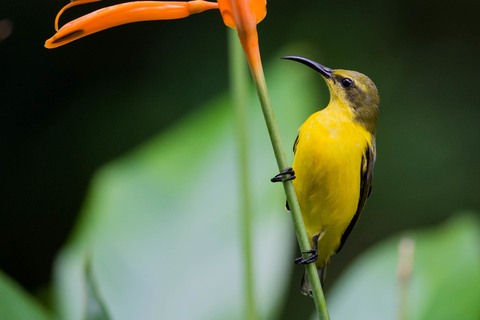 De Cairns: visite privée du parc national Daintree