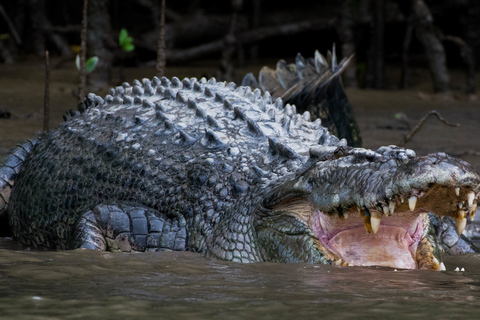 Van Cairns: Daintree National Park Private Tour