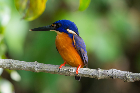 De Cairns: visite privée du parc national Daintree