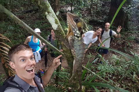 De Cairns: visite privée du parc national Daintree