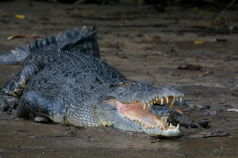 Van Cairns: Daintree National Park Private Tour