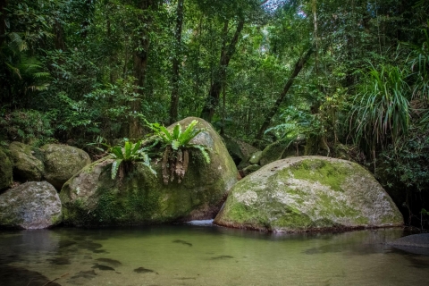 De Cairns: visite privée du parc national Daintree