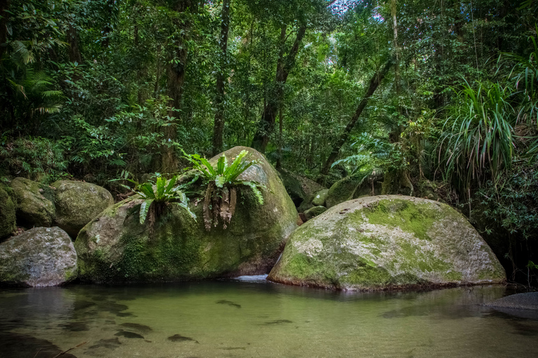 Z Cairns: prywatna wycieczka po parku narodowym Daintree