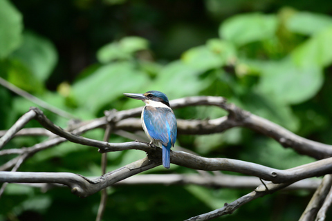 Van Cairns: Daintree National Park Private Tour