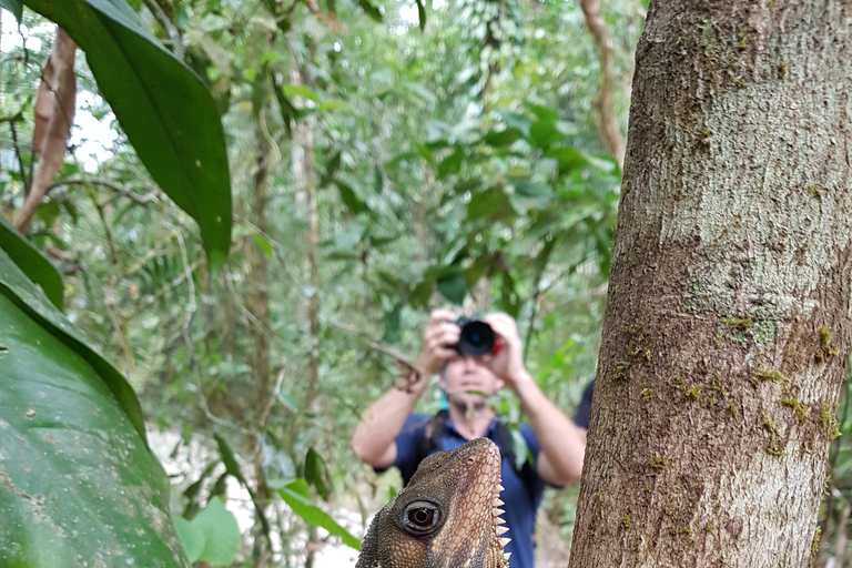 De Cairns: visite privée du parc national Daintree