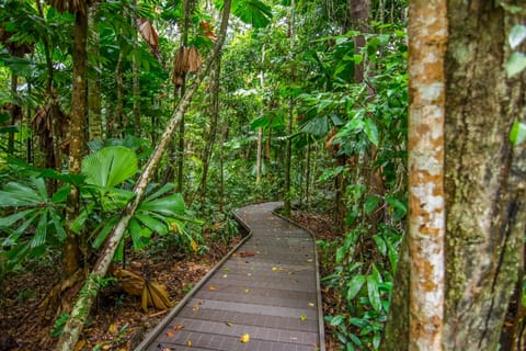 From Cairns: Daintree National Park Day Trip and Night Tour
