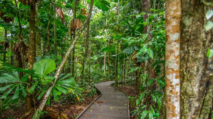 da cairns gita di un giorno al parco nazionale di daintree e tour notturno