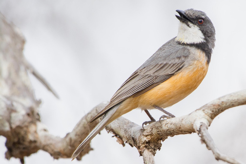 Van Cairns: Full-Day Birdwatching Excursion