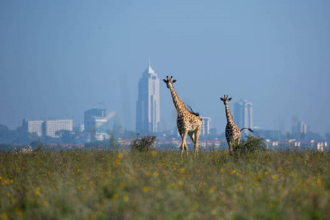 Game Drive w Parku Narodowym Nairobi