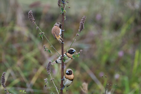 From Cairns: Full-Day Birdwatching Excursion