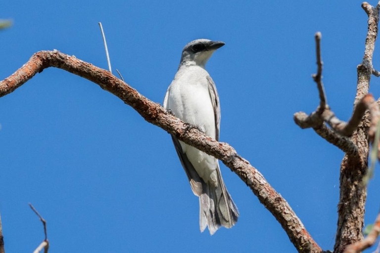 Von Cairns: Ganztägiger Vogelbeobachtungsausflug