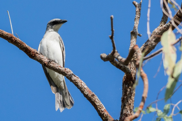 From Cairns: Full-Day Birdwatching Excursion