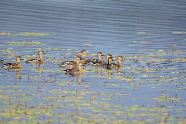 From Cairns: Full-Day Birdwatching Excursion