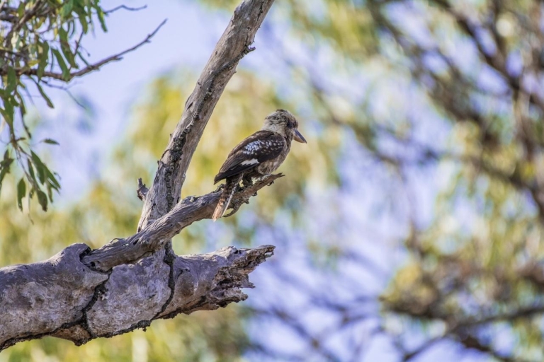 Von Cairns: Ganztägiger Vogelbeobachtungsausflug
