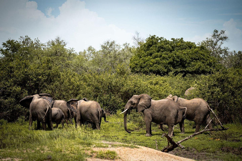 De Zanzibar: Safári de viagem de 1 dia em Mikumi por voo.