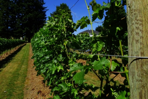 Vancouver: Ganztägige Stadtrundfahrt und Weinprobe