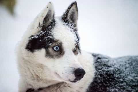 Sirkka: Husky Sled Ride in Levi