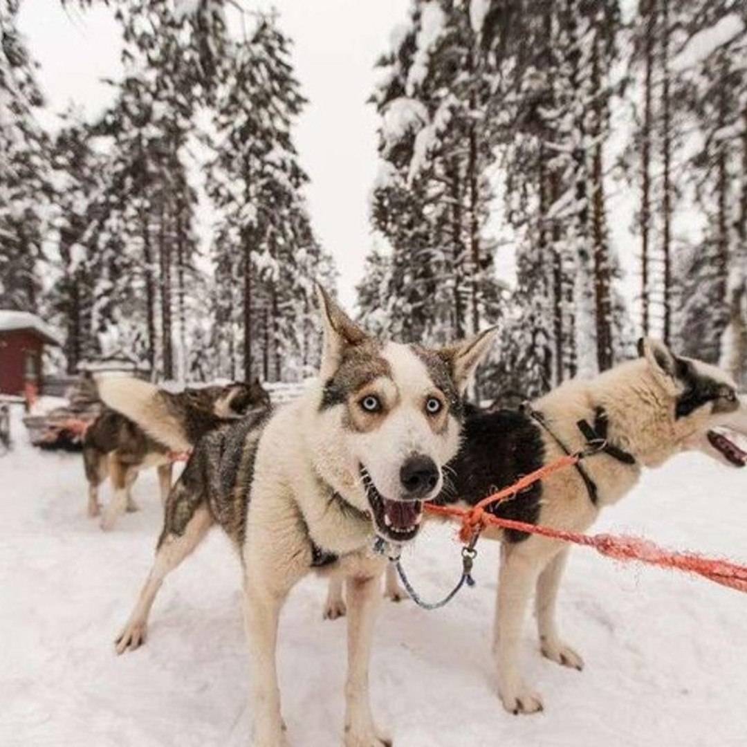 Медиаколлаж