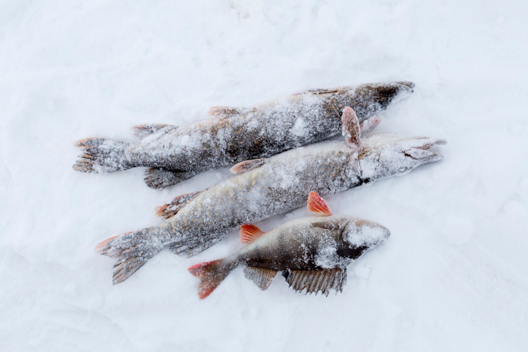 Levi: pesca no gelo por snowmobile