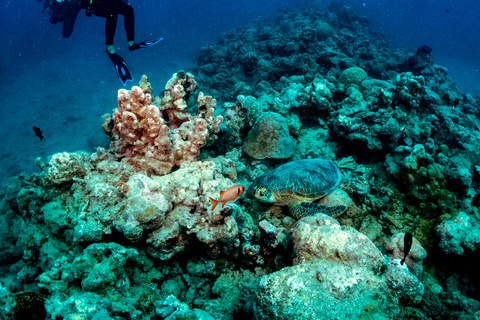 Tamarin Bay: experiencia de buceo para principiantes