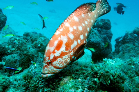 Tamarin Bay: experiencia de buceo para principiantes