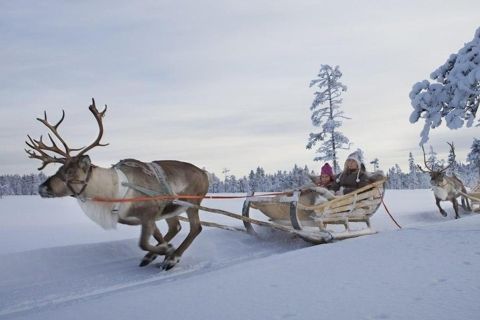 Levi: safari rennes en Laponie