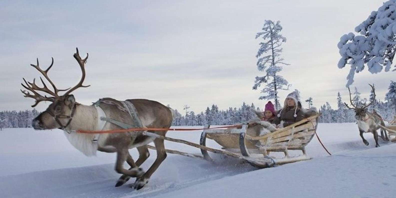 fremsætte åbning bekæmpe Levi: Lapland Reindeer Safari | GetYourGuide