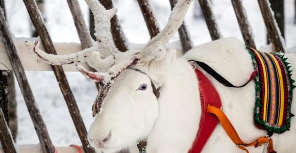Levi: Lapland Reindeer Safari