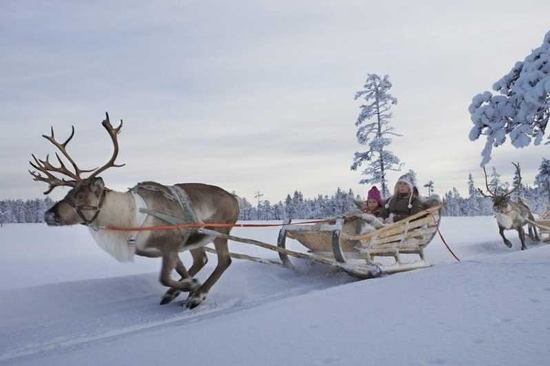 skrig Lionel Green Street hektar Levi: Lapland Reindeer and Husky Safari | GetYourGuide