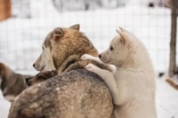 Levi, Laponie et Husky Safari - Hizvo