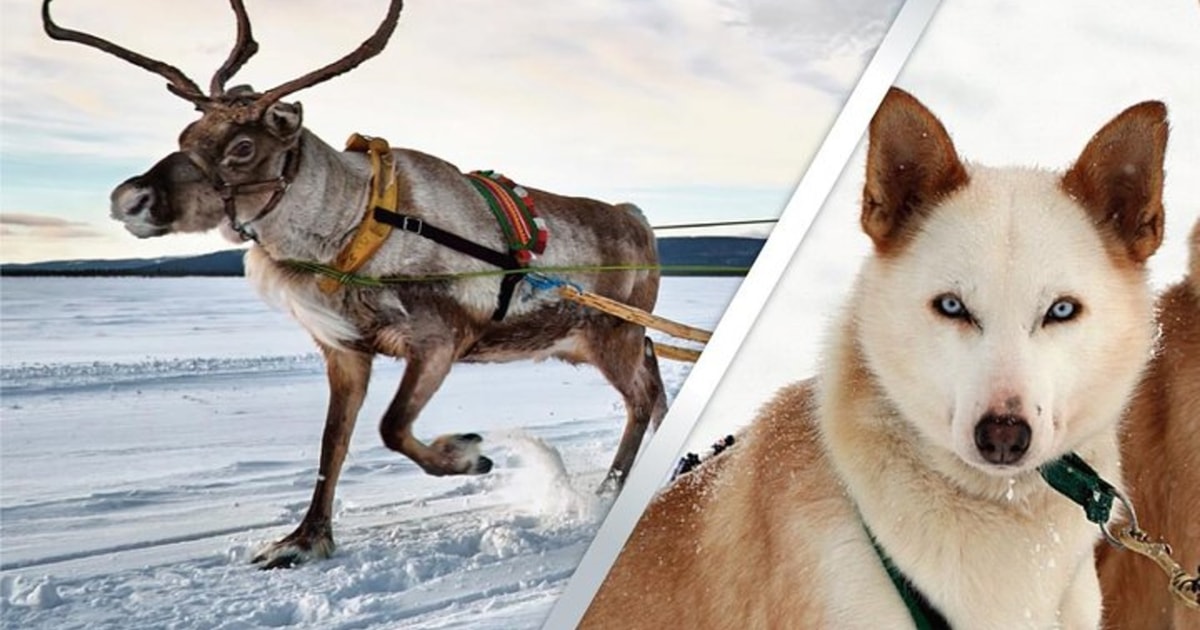 Levi: Lapland Reindeer and Husky Safari | GetYourGuide