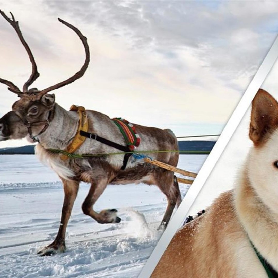 レヴィ：ラップランドのトナカイとハスキーのサファリ | GetYourGuide