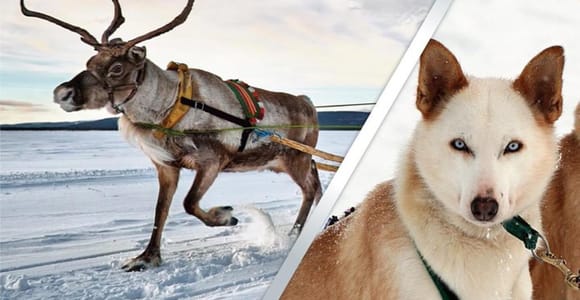 Levi: Lapland Reindeer and Husky Safari