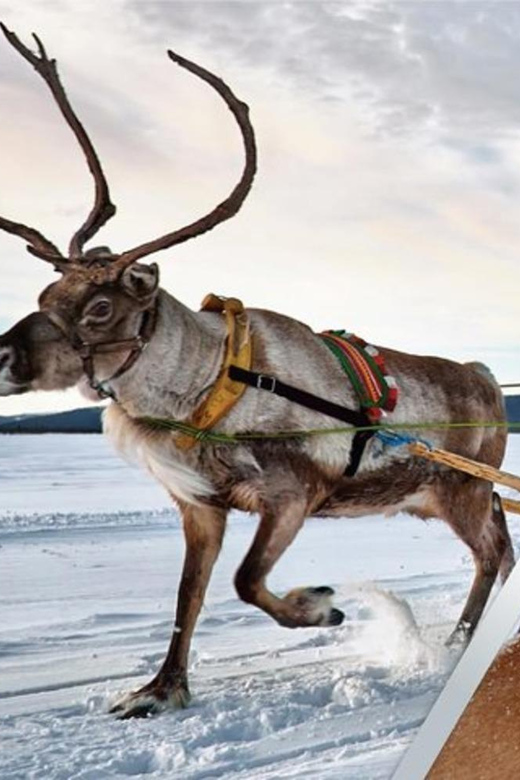 レヴィ：ラップランドのトナカイとハスキーのサファリ | GetYourGuide