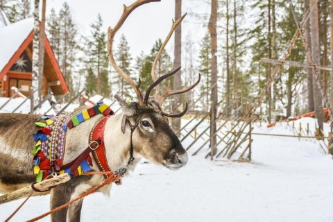 Levi: Safari de renos y huskys en Laponia