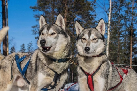 Levi: met een rendierslee en husky's door Lapland