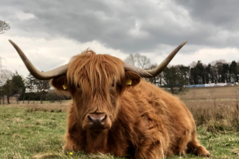 Private Scottish Lowlands Countryside TourStandaard optie