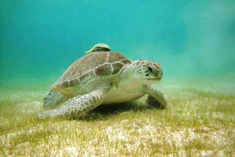 Zatoka Akumal: Cenoty i nurkowanie z żółwiamiOdbiór z Cancun